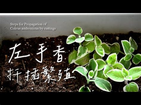 左手香剪枝|介紹左手香種植方法及正反面紋路